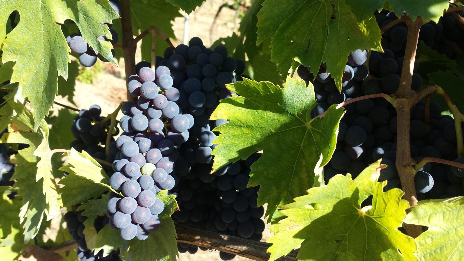 Samsung Galaxy S4 sample photo. Fruit, vine, wine photography