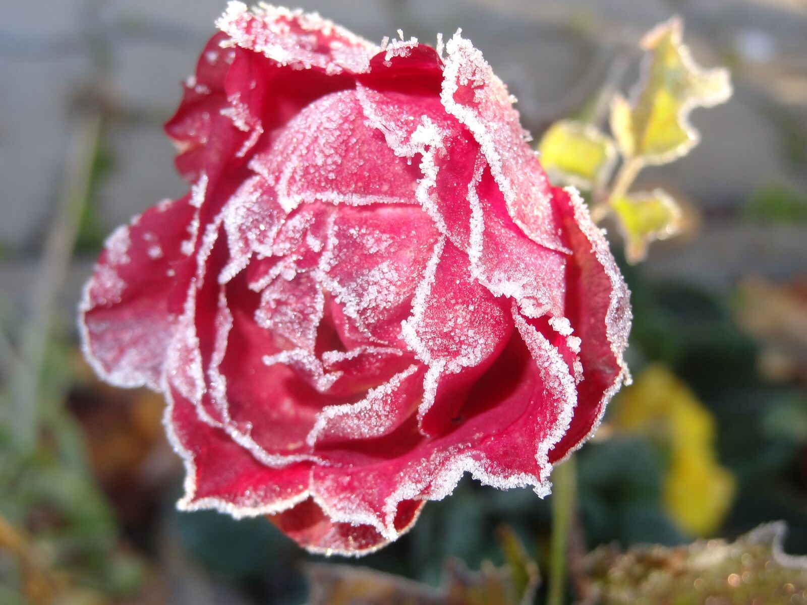 Sony Cyber-shot DSC-HX9V sample photo. Rose, frosty, flower photography