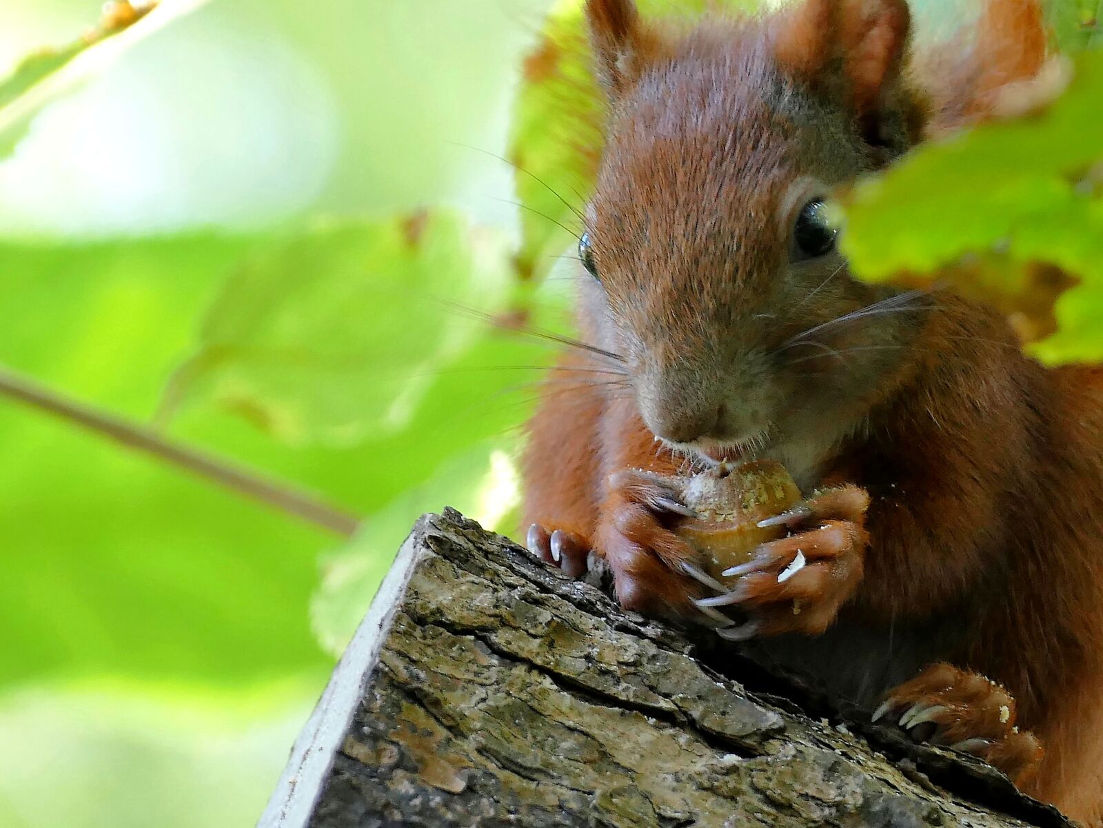 Panasonic Lumix DMC-FZ1000 sample photo. Animal, squirrel, tree photography