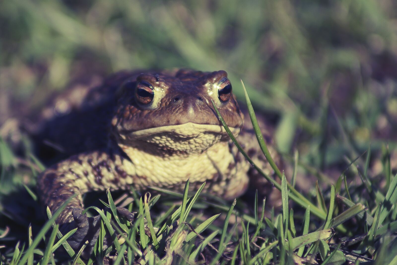 Sony SLT-A77 sample photo. Frog, grass, green photography