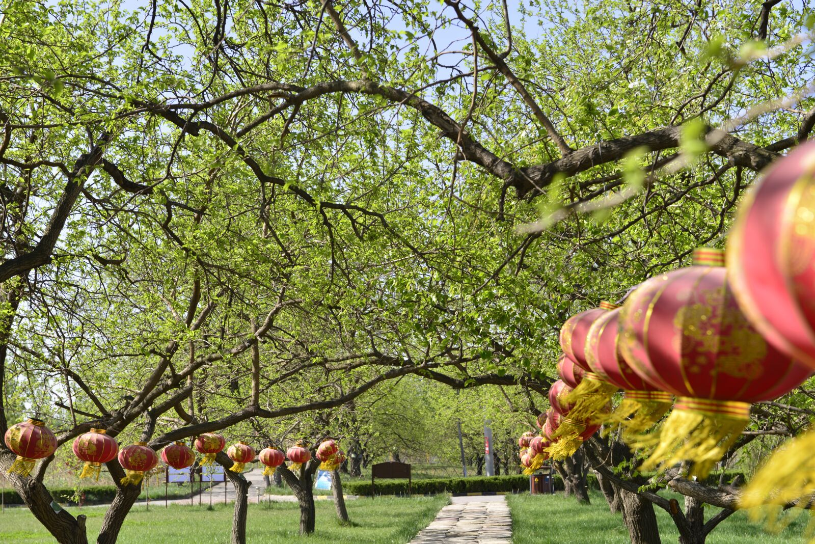 Nikon D800 sample photo. Spring, green plants, riddles photography