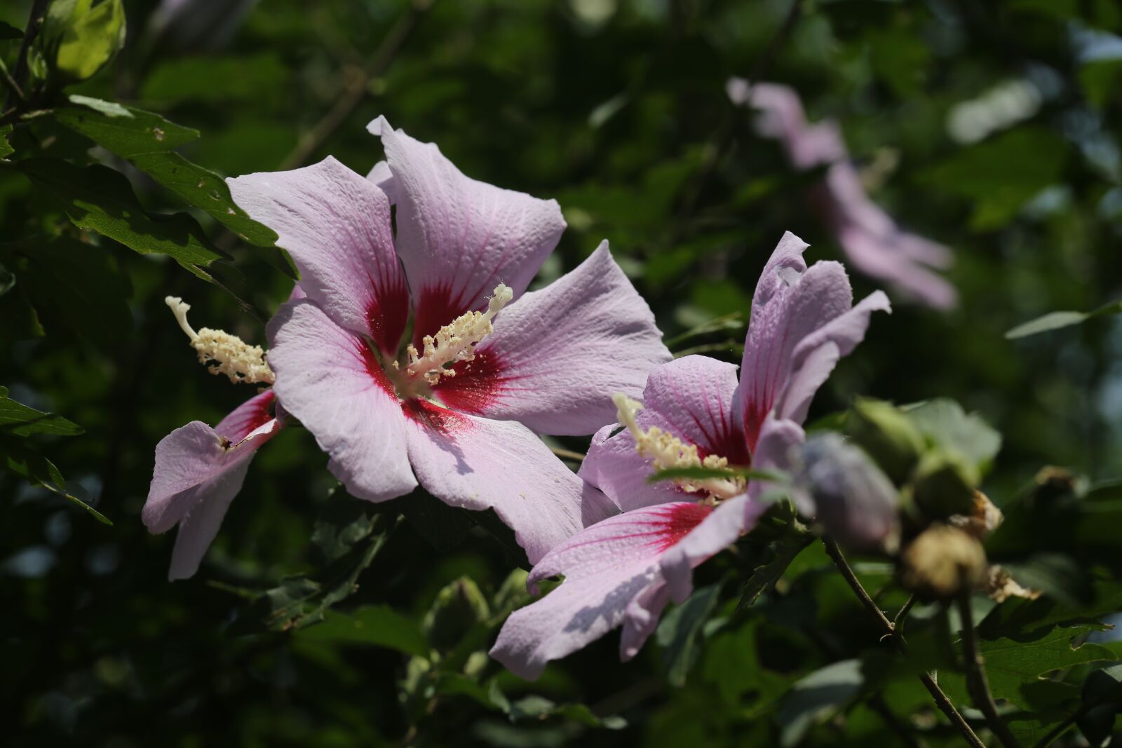 Canon EOS 6D sample photo. Rose of sharon, flowers photography