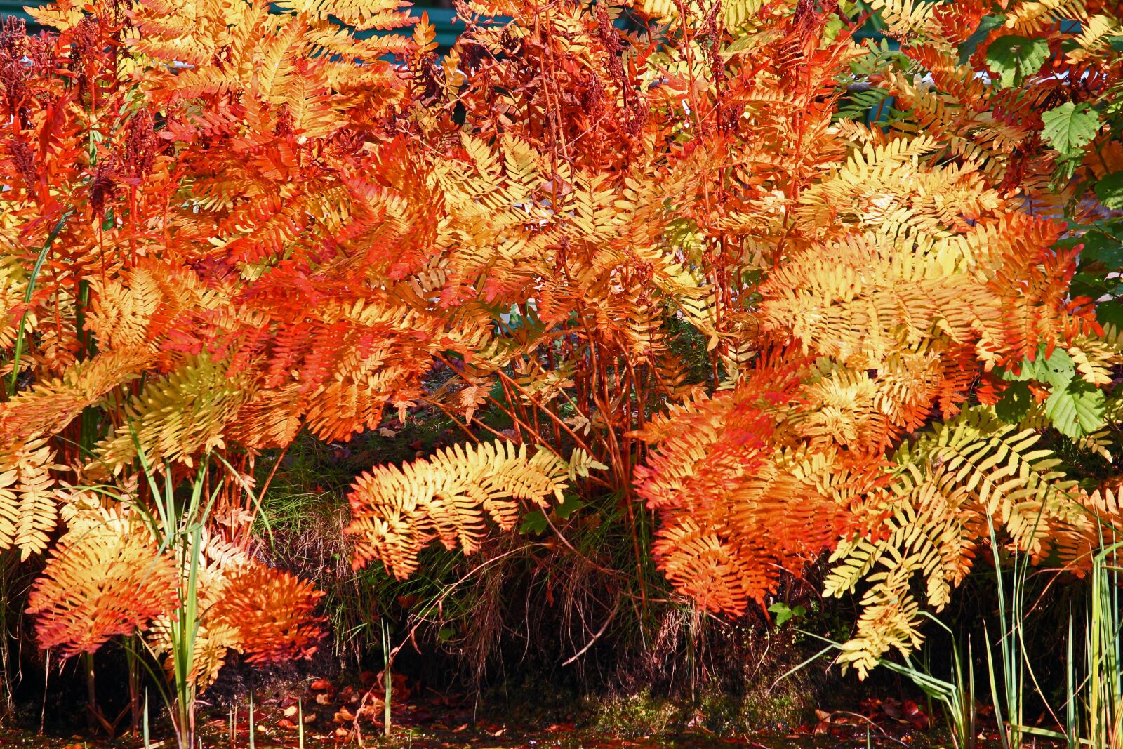 Canon EF-S 55-250mm F4-5.6 IS STM sample photo. Arboretum, park, fern photography