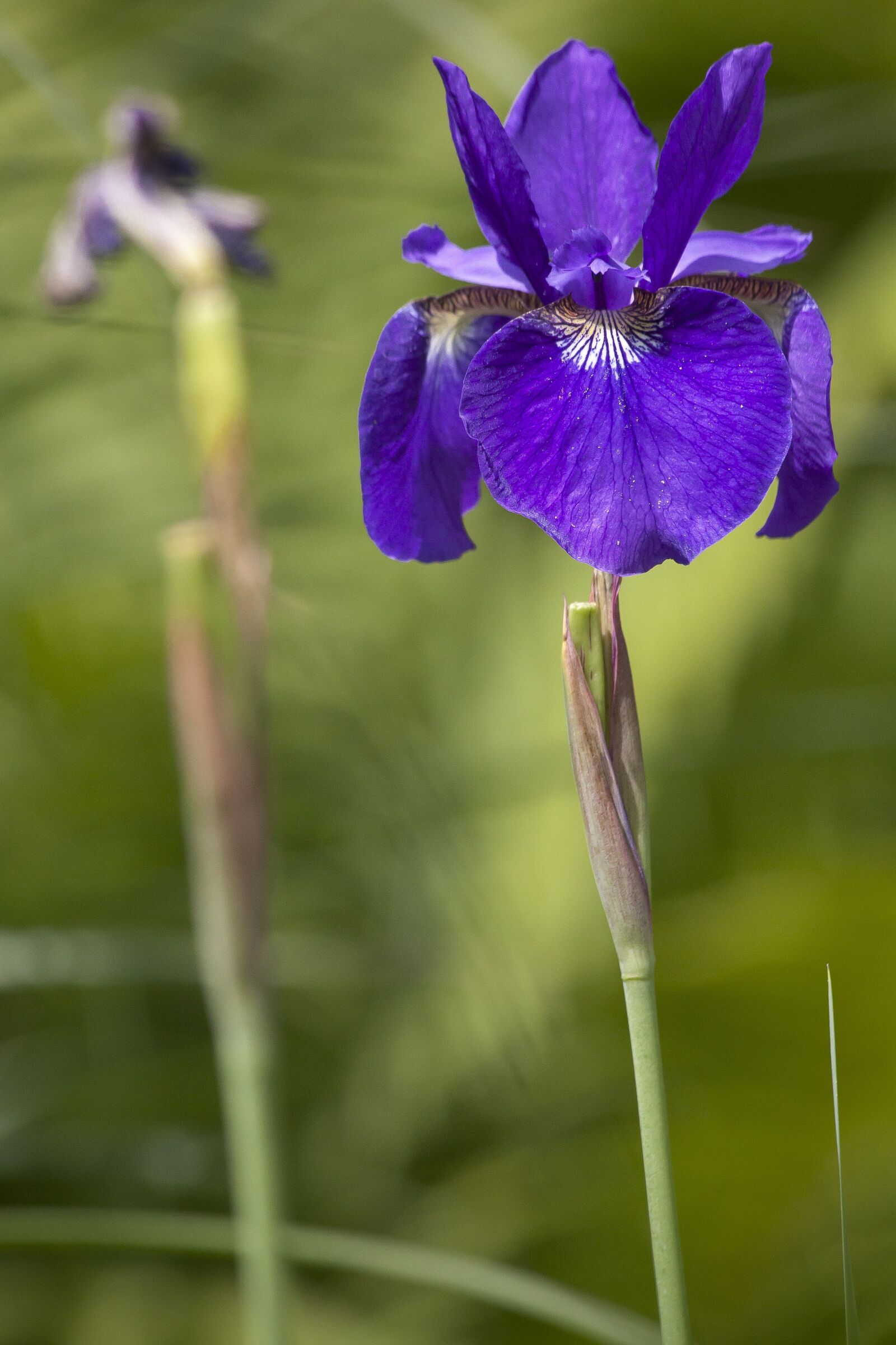 Canon EOS 50D sample photo. Iris, violet, flower photography