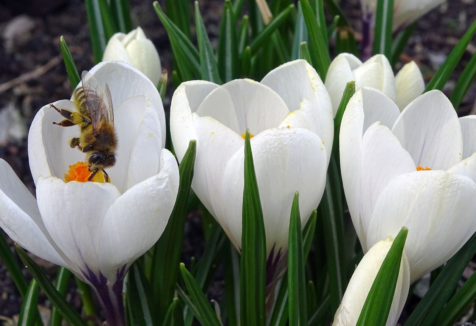 Sony Cyber-shot DSC-HX400V sample photo. Crocus, fr hlingsbl her photography