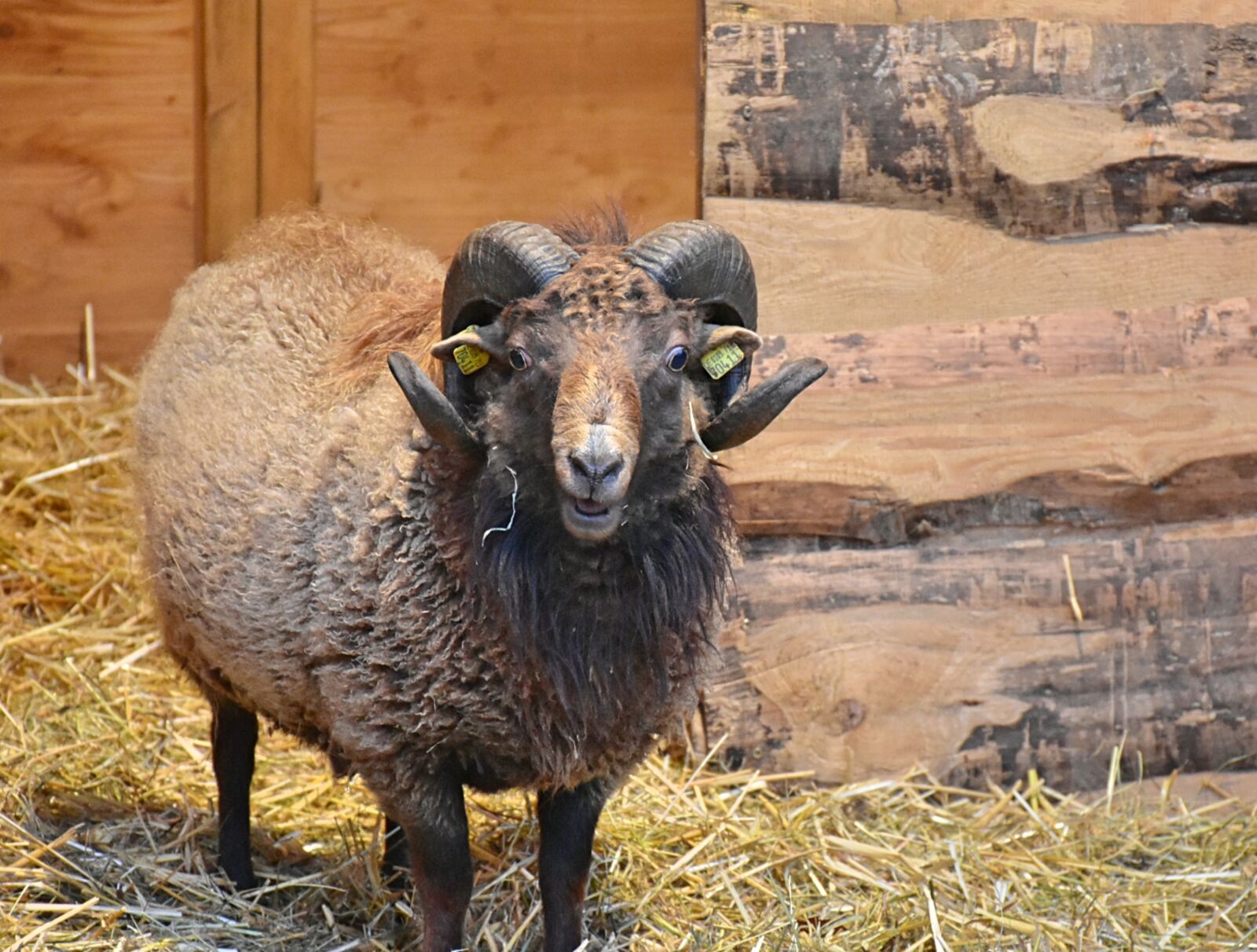 Nikon D7200 sample photo. Sheep, bock, horns photography