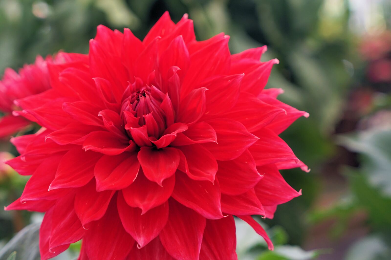 Sony Vario Tessar T* FE 24-70mm F4 ZA OSS sample photo. Flower, red flower, blossom photography