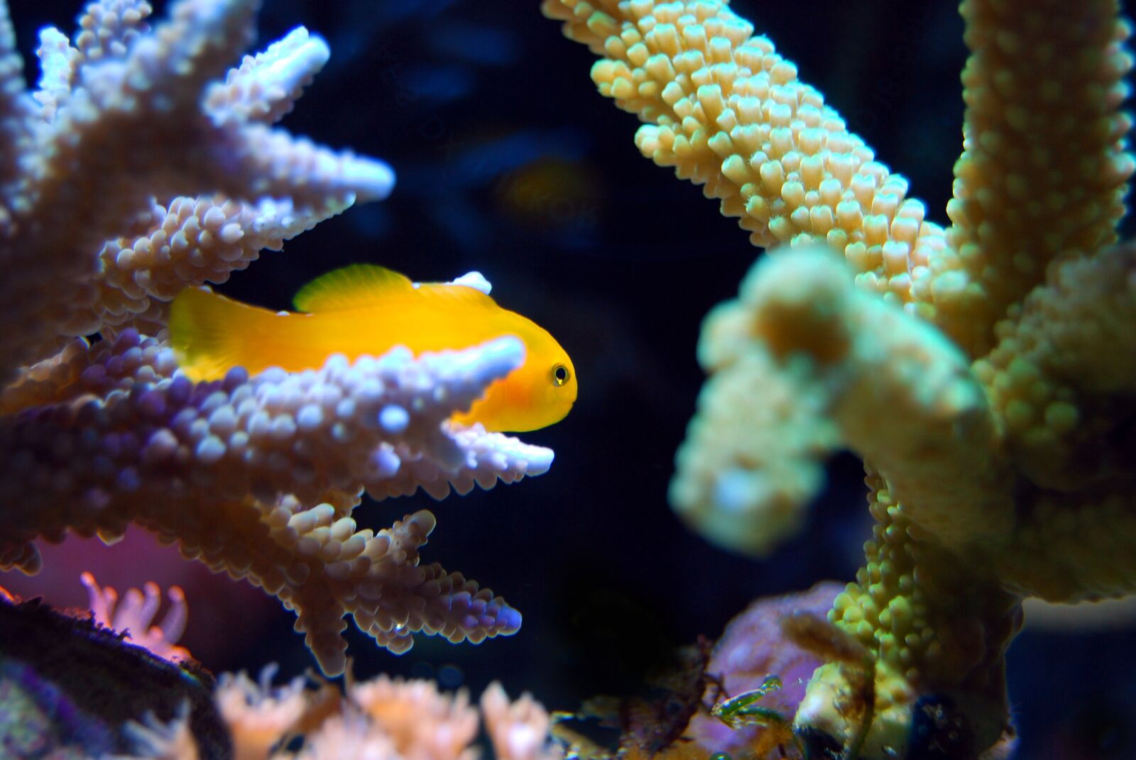 Nikon D40X sample photo. Coral, reef, sea photography