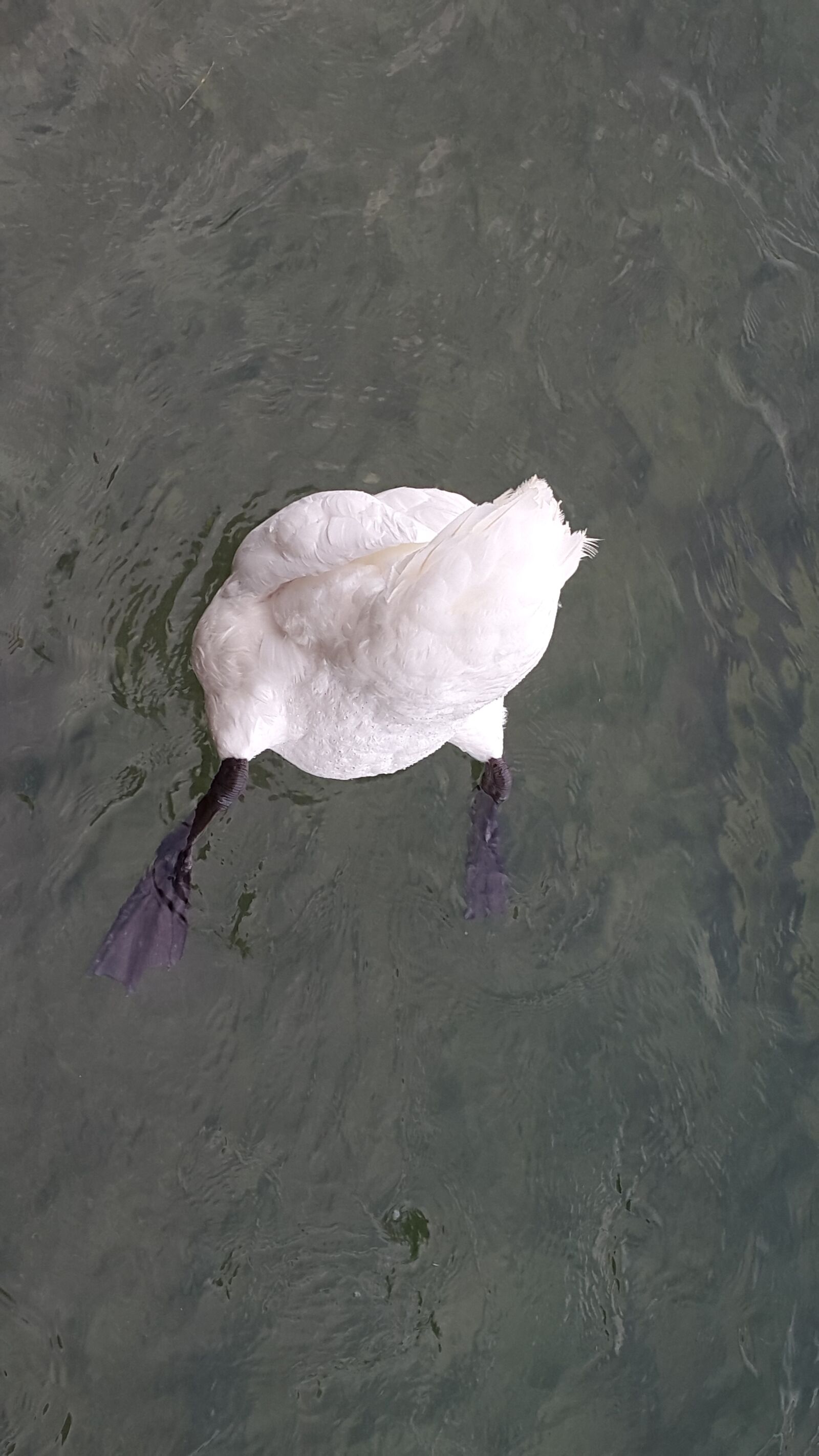 Samsung Galaxy S5 sample photo. Swan, water, bird photography