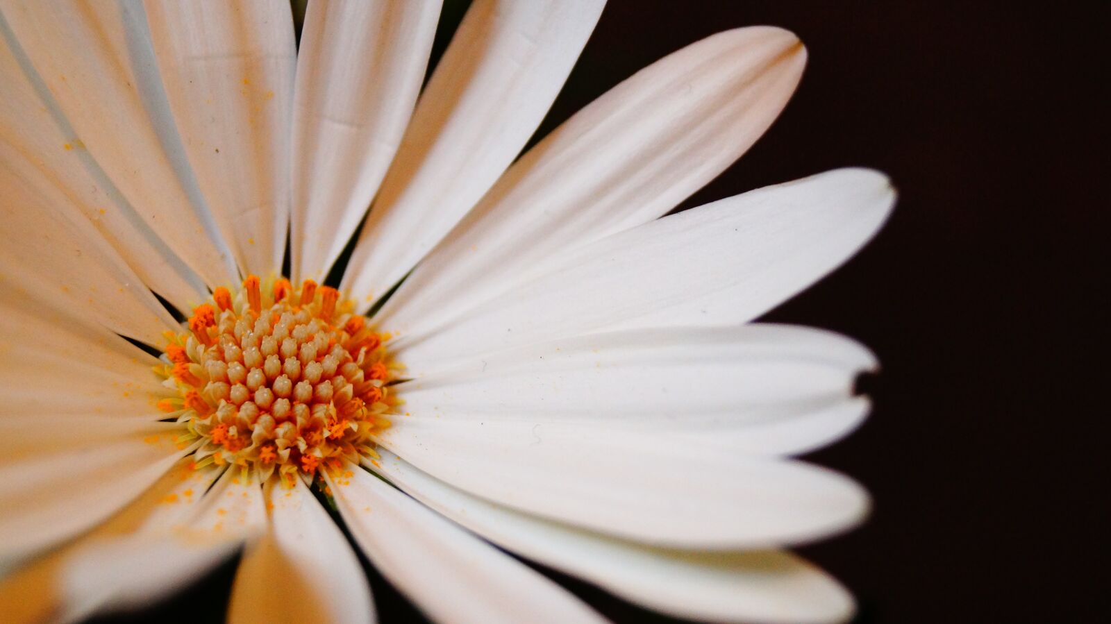 Sony DT 18-55mm F3.5-5.6 SAM II sample photo. Flowers, flower, white photography