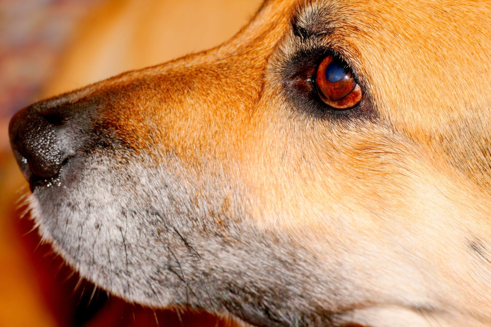 Panasonic Lumix DMC-FZ1000 sample photo. Dog snout, dog, snout photography