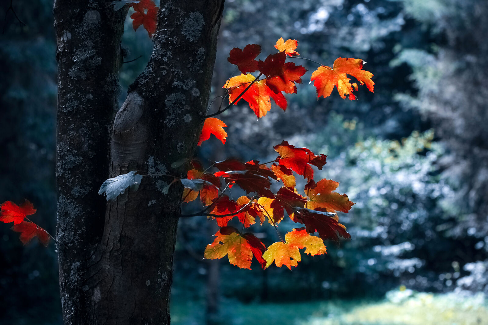 Canon EF-S 60mm F2.8 Macro USM sample photo. Autumn, autumn, leaves, blur photography