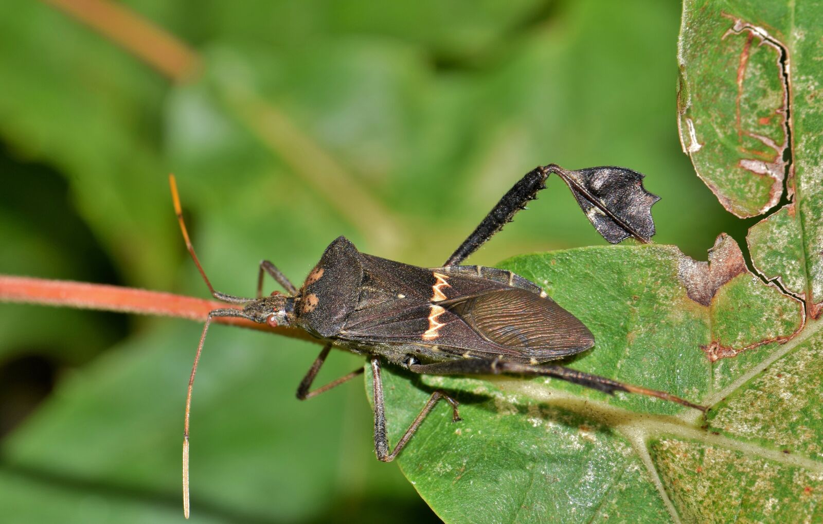 Nikon D5300 sample photo. Beetle, bug, leaf footed photography
