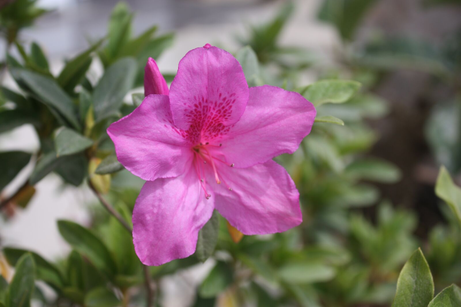 Canon EOS 450D (EOS Rebel XSi / EOS Kiss X2) sample photo. Flower, light pink, plant photography