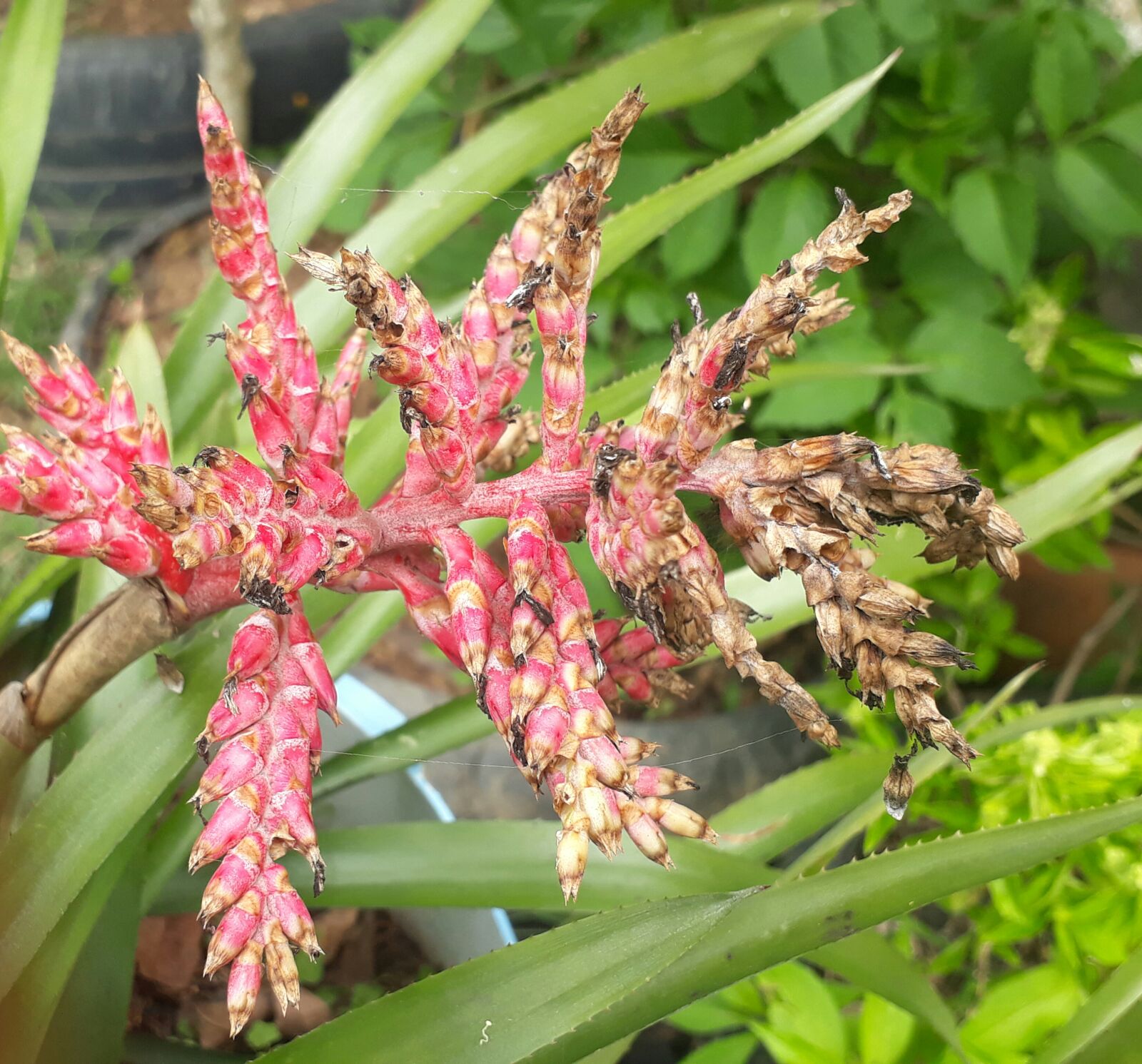 Samsung Galaxy J7 Prime sample photo