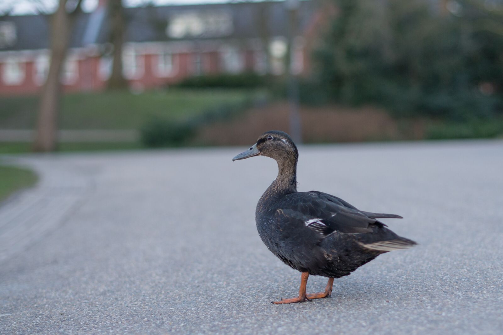 Nikon D600 sample photo. Duck, standing, waiting photography