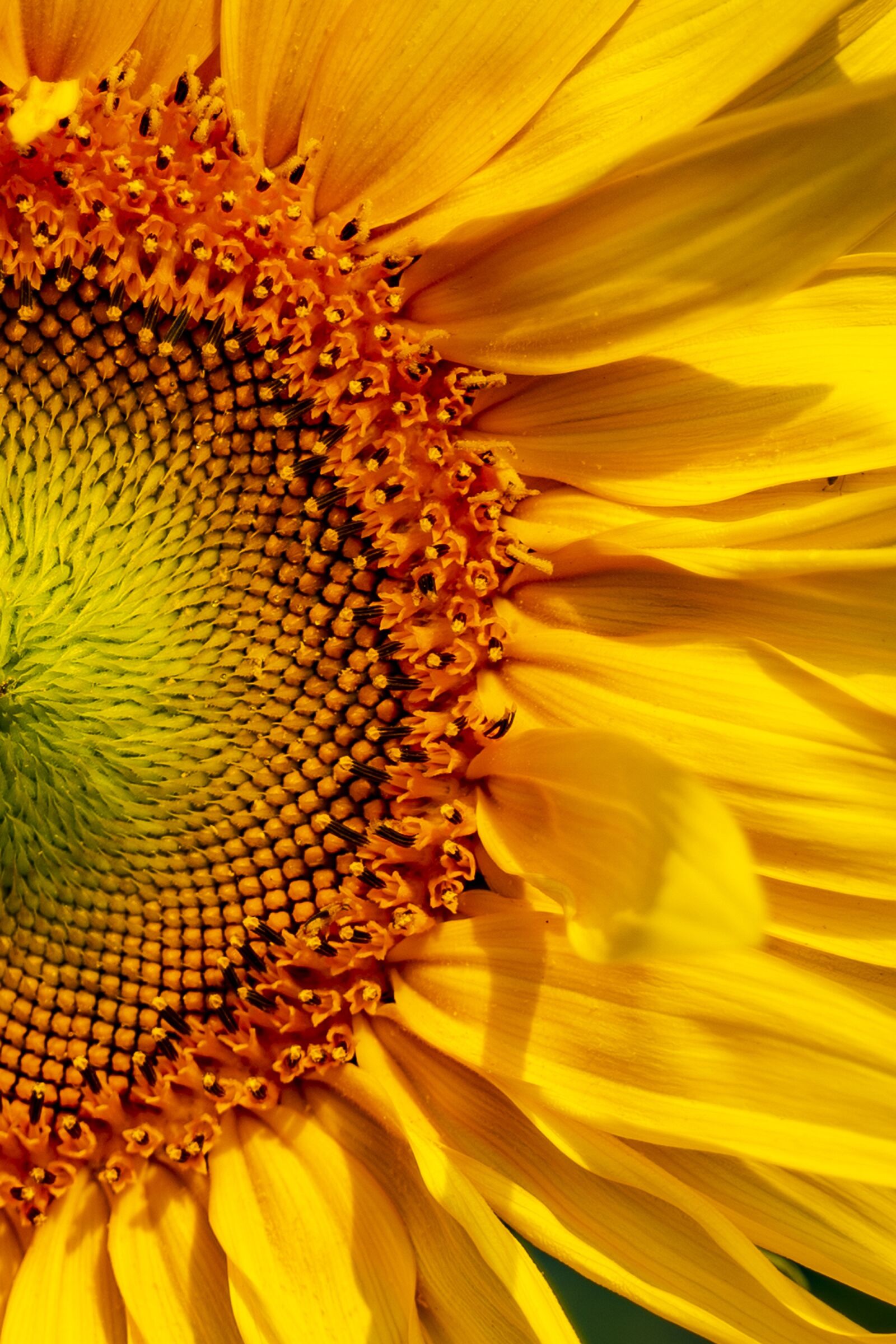Sony a7 III + Tamron 28-75mm F2.8 Di III RXD sample photo. Flower, sunflower, nature photography