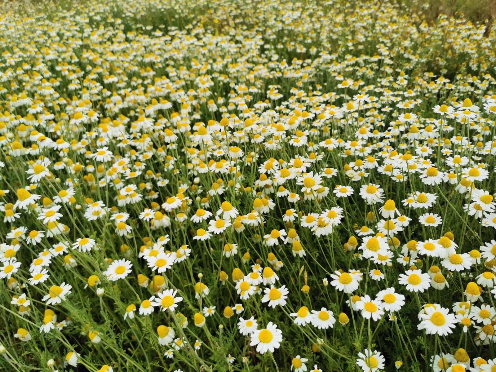 HUAWEI P30 Pro sample photo. Chamomile, meadow, green photography