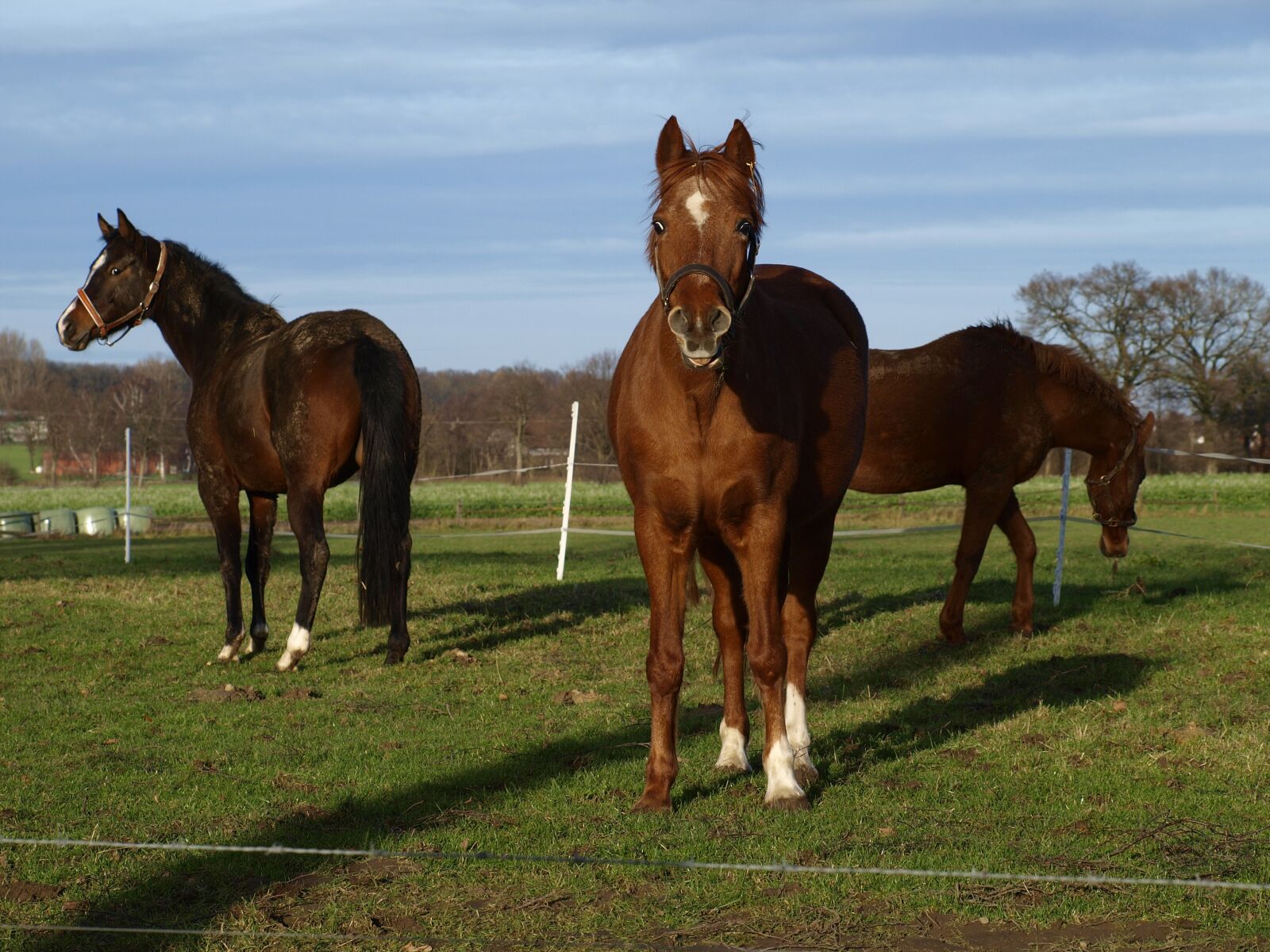 Olympus E-420 (EVOLT E-420) sample photo. Horse, pasture, nature photography