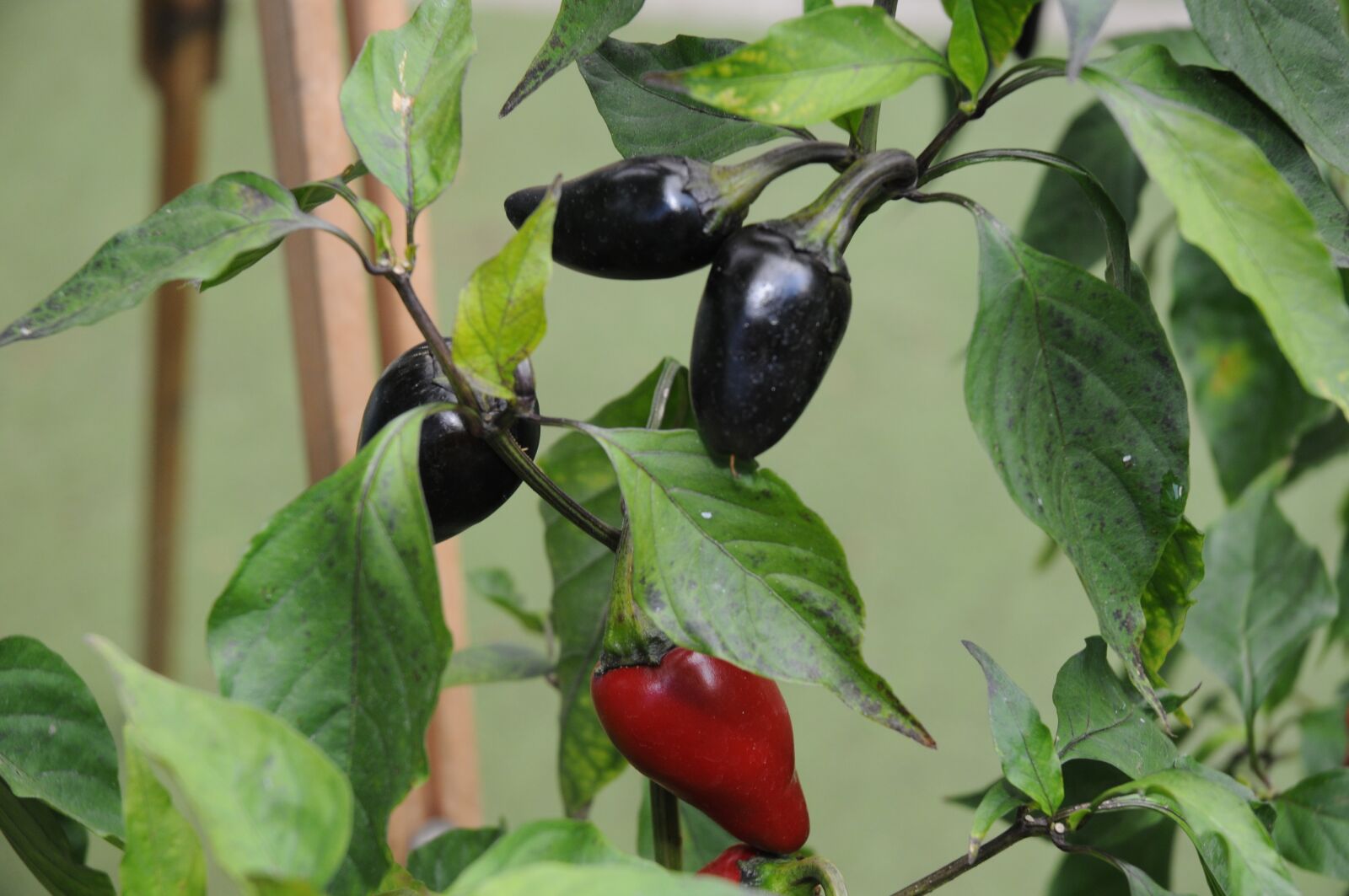 Nikon D300 sample photo. Chili pepper, loco, serra photography