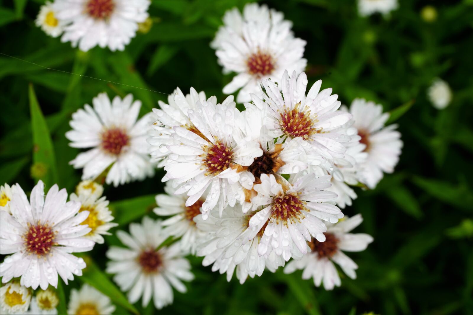Sony a7R III + Sony FE 90mm F2.8 Macro G OSS sample photo. Flower, rain, summer photography