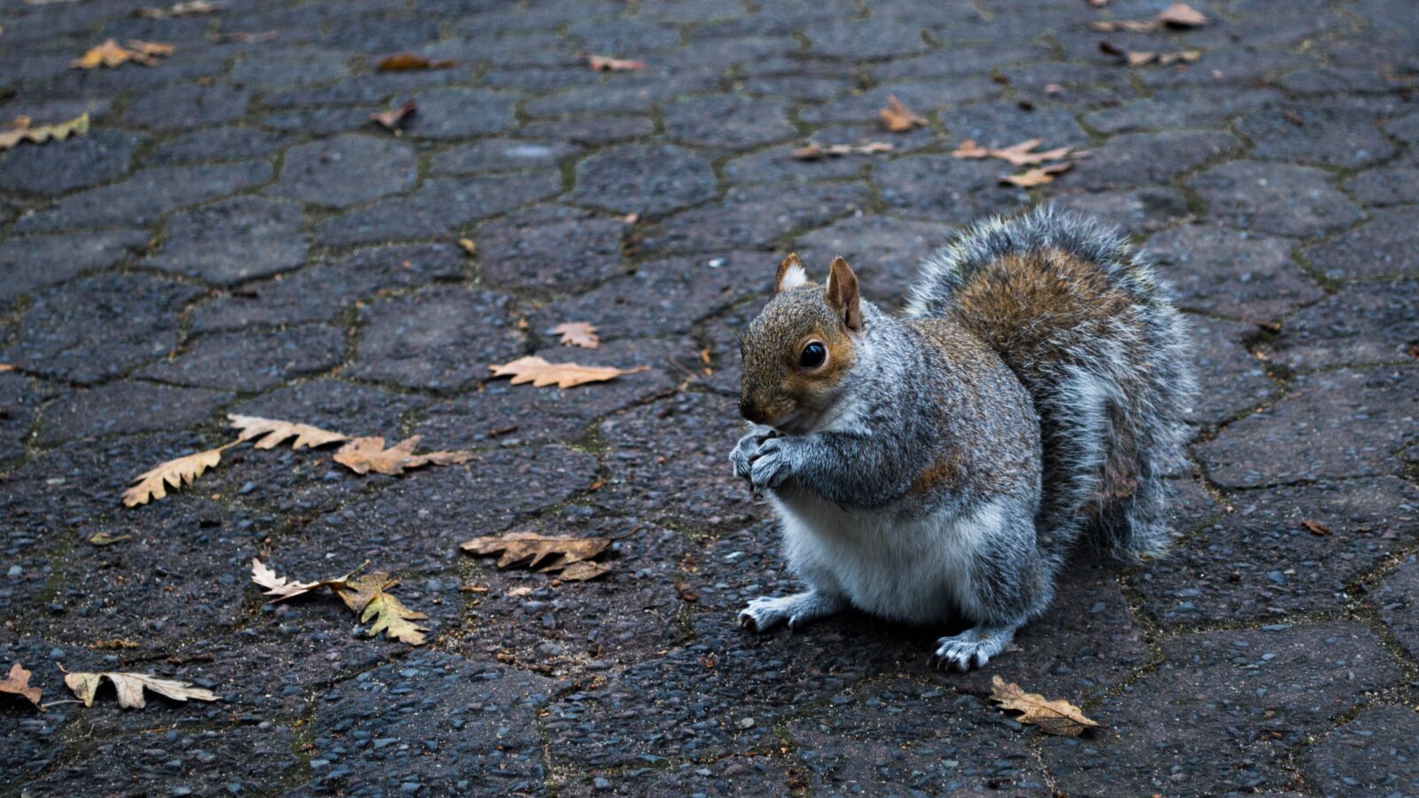 Nikon D3200 sample photo. Squirrel, park, leaves photography