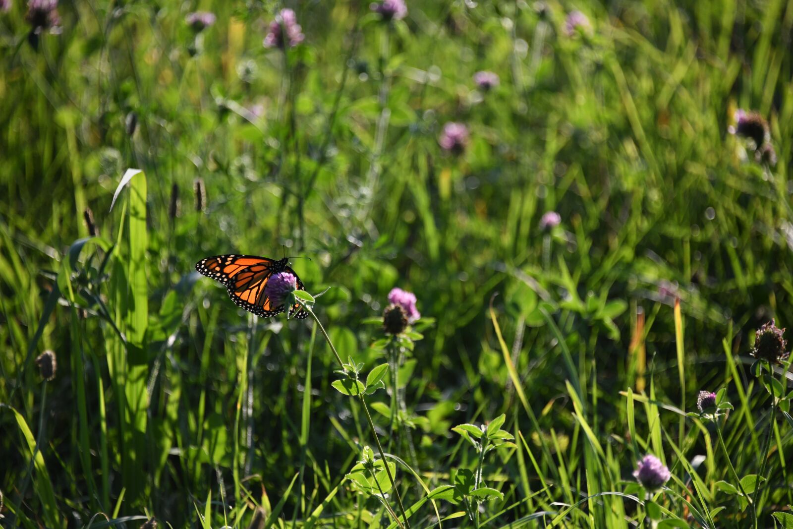 Nikon D850 sample photo. Butterfly, monarch, orange photography