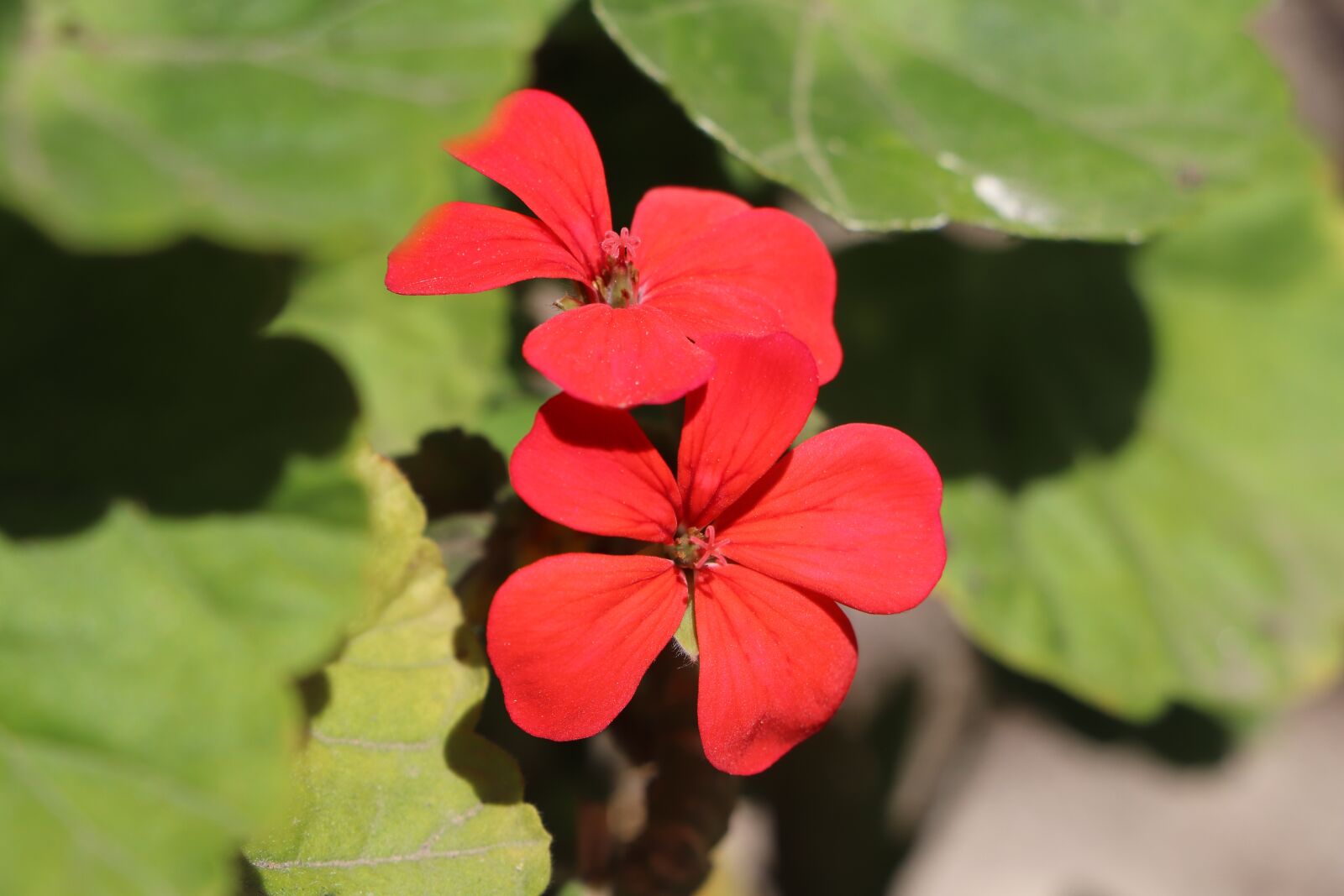 Canon EOS 77D (EOS 9000D / EOS 770D) + Canon EF-S 18-135mm F3.5-5.6 IS STM sample photo. Flower, beautiful, red photography