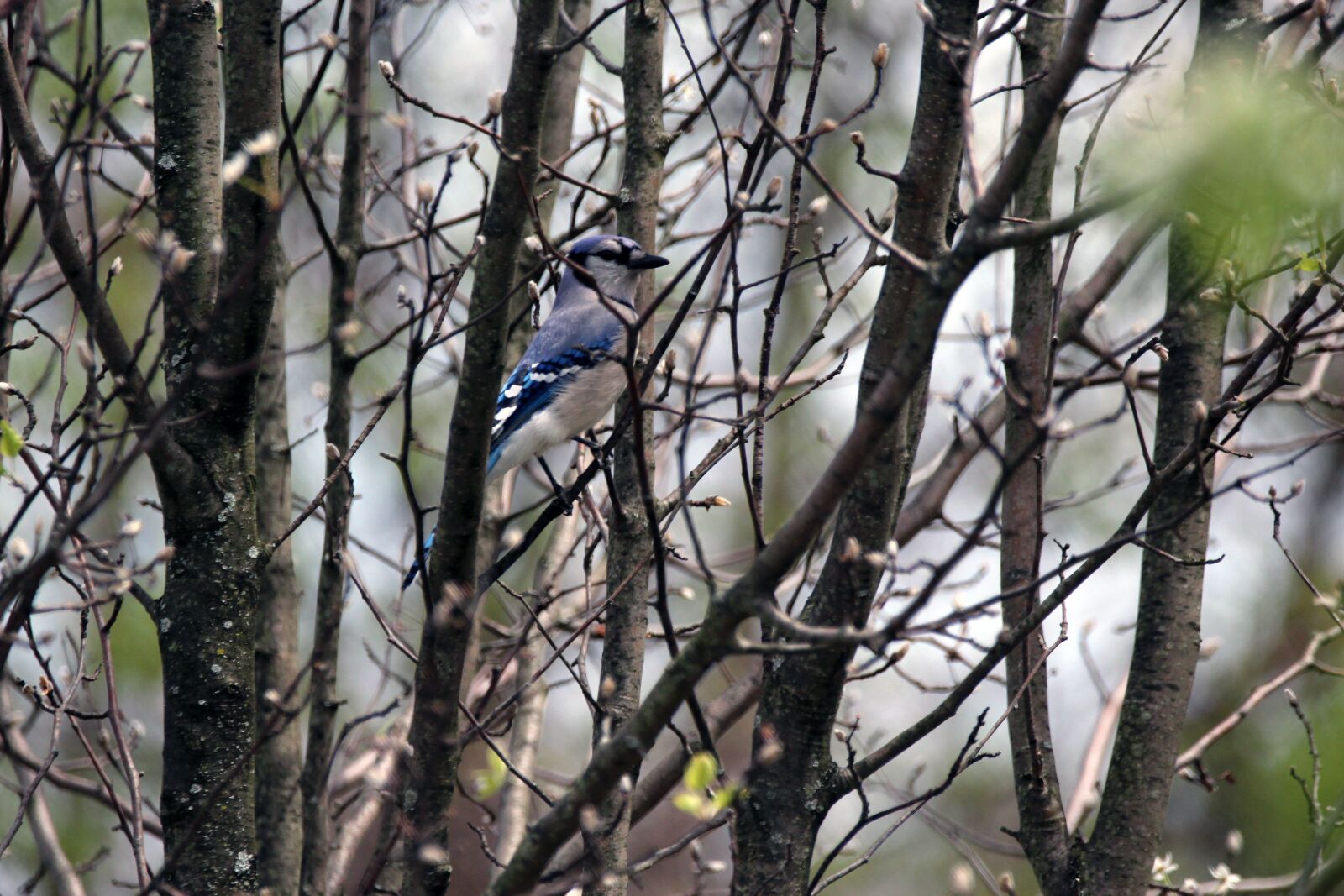 Canon EOS 1200D (EOS Rebel T5 / EOS Kiss X70 / EOS Hi) sample photo. Blue jay, bird, tree photography