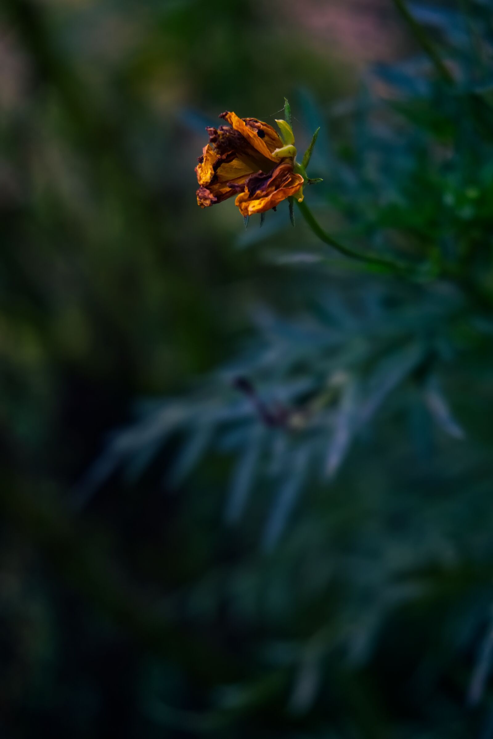 Sony a6000 sample photo. Bud, dried, vivid photography