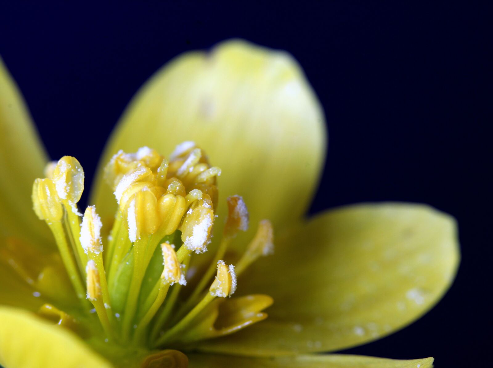 Canon EF-S 60mm F2.8 Macro USM sample photo. Winterling, early bloomer, winter photography