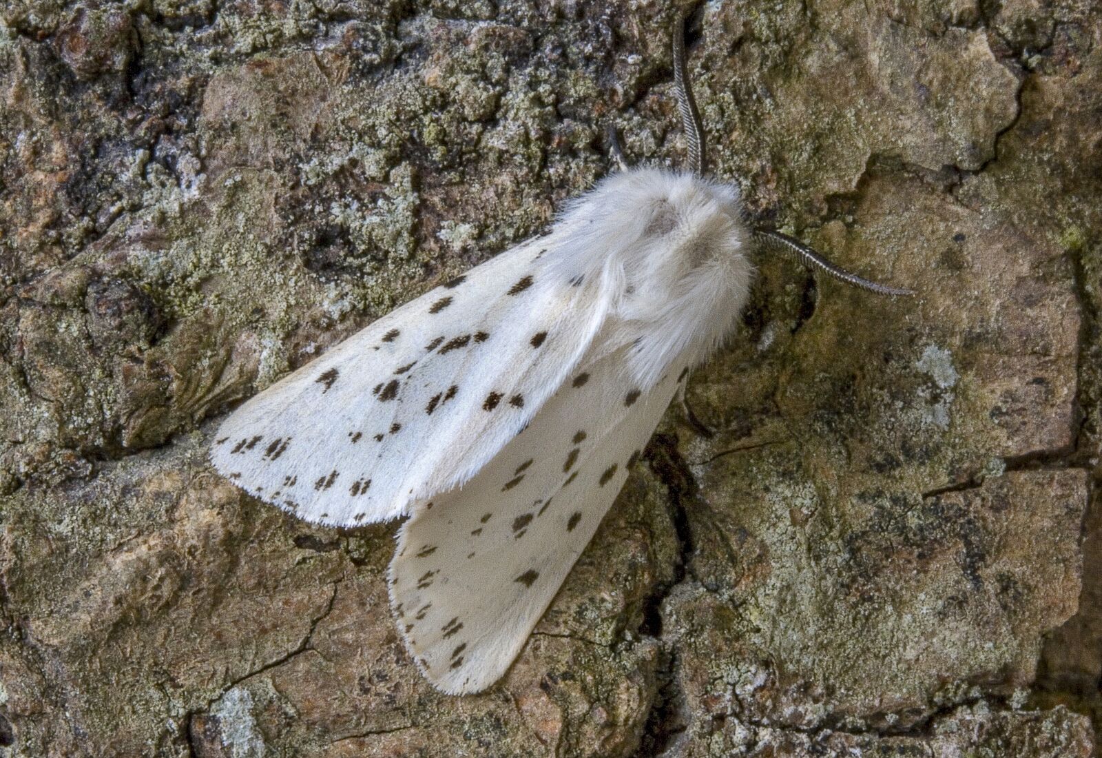 Canon EOS 400D (EOS Digital Rebel XTi / EOS Kiss Digital X) sample photo. White-ermine, moth, wings photography