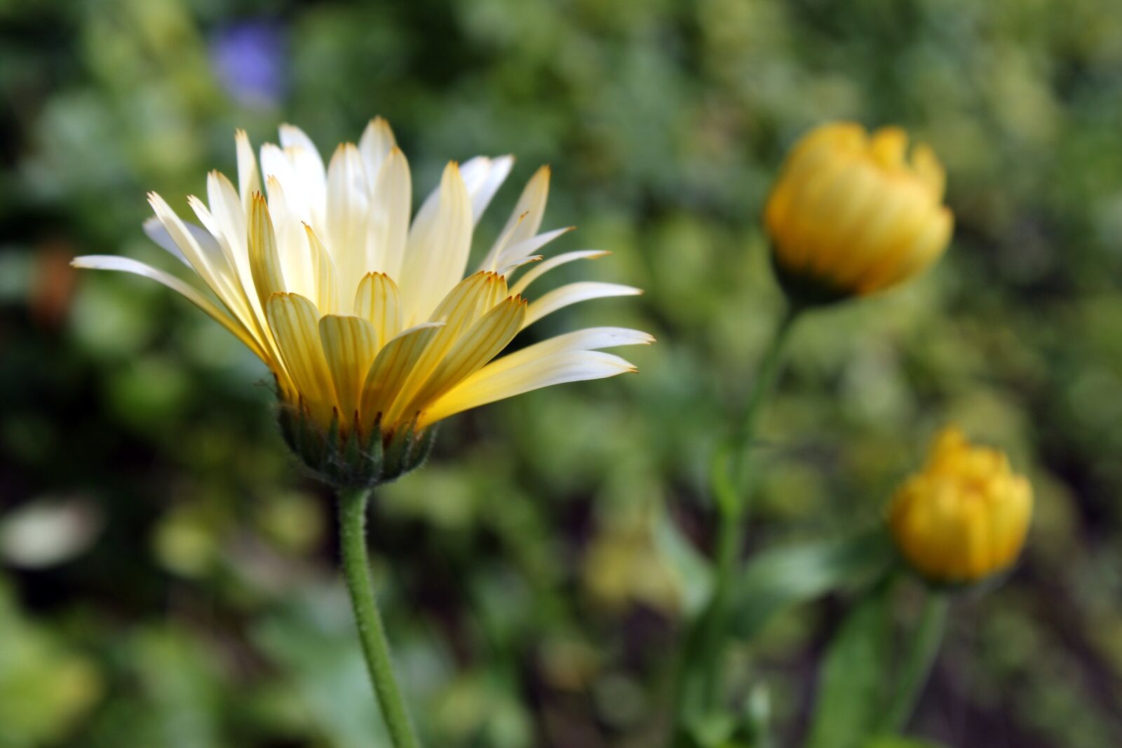 Canon EOS 1300D (EOS Rebel T6 / EOS Kiss X80) sample photo. Yellow flowers, nature, yellow photography