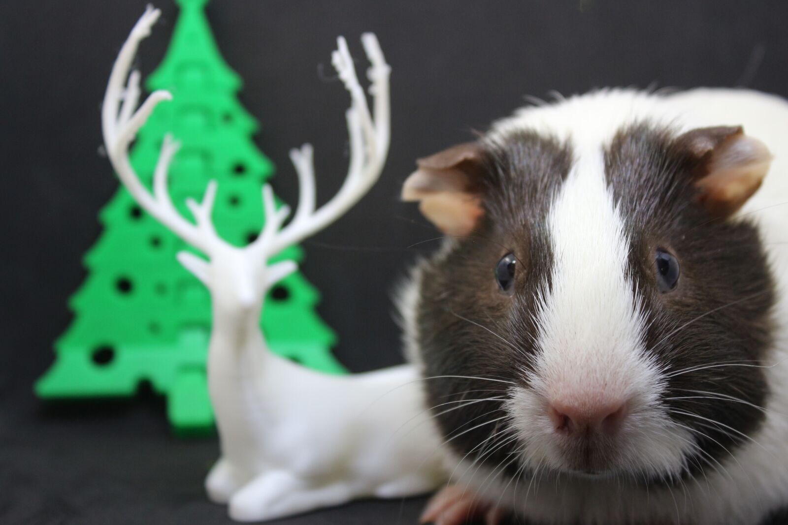 Canon EF-S 18-55mm F3.5-5.6 IS sample photo. Guinea pig, sweet, cute photography
