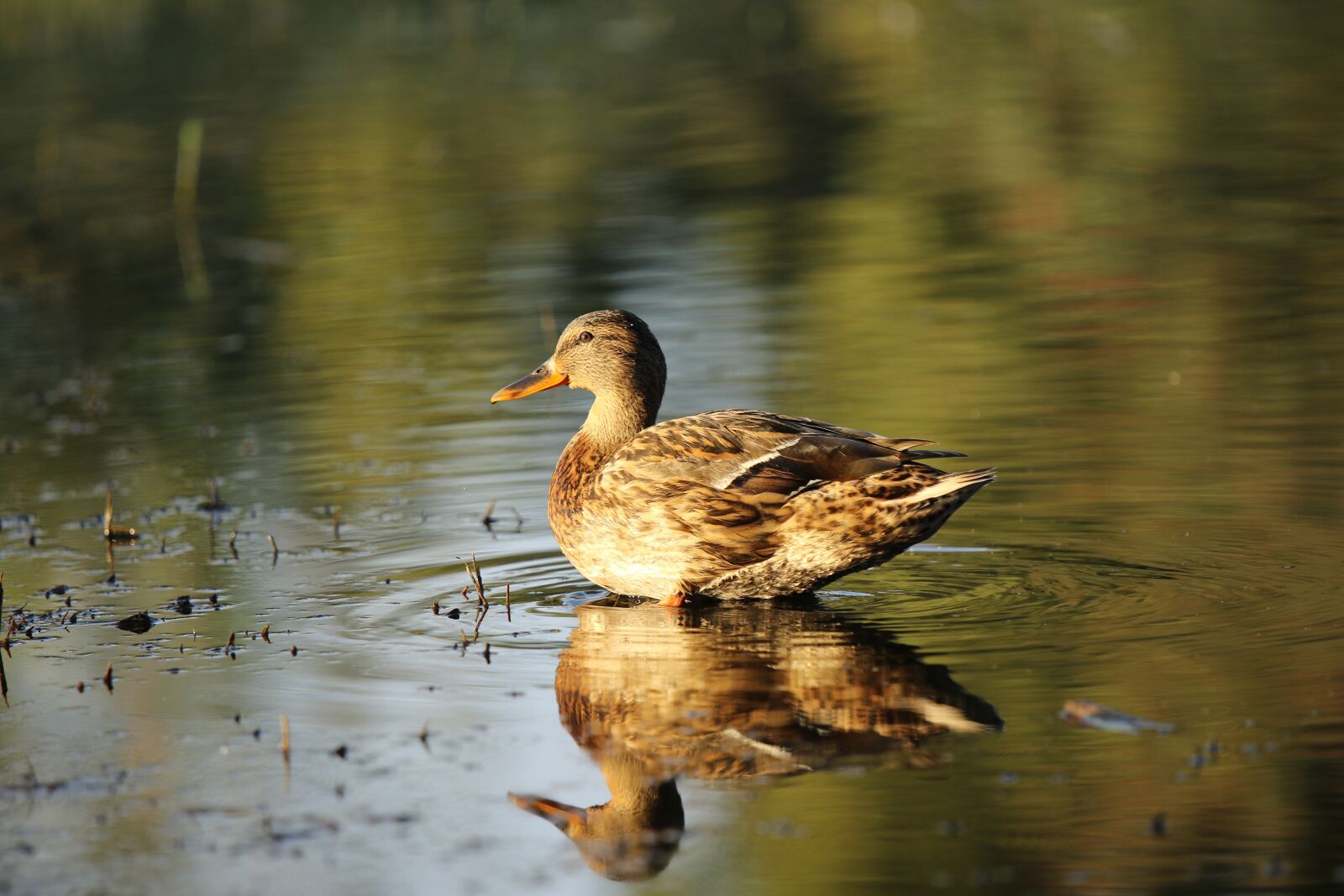 Canon EOS 7D Mark II sample photo. Mallard, female, pond photography