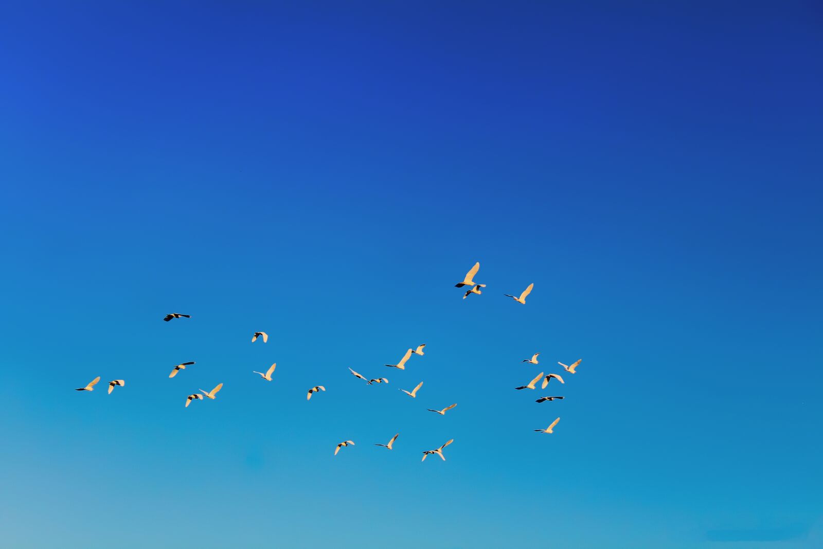 Canon EOS 1200D (EOS Rebel T5 / EOS Kiss X70 / EOS Hi) sample photo. Birds, sky, freedom photography