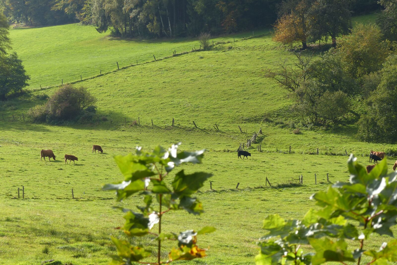 Panasonic Lumix DMC-FZ200 sample photo. Meadow, cows, pasture photography