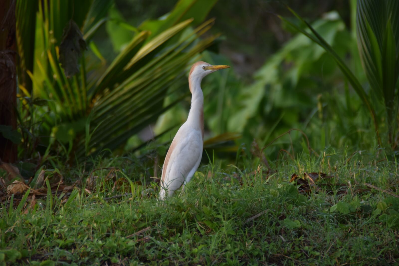 Nikon D3300 sample photo. Bird, nature, white photography