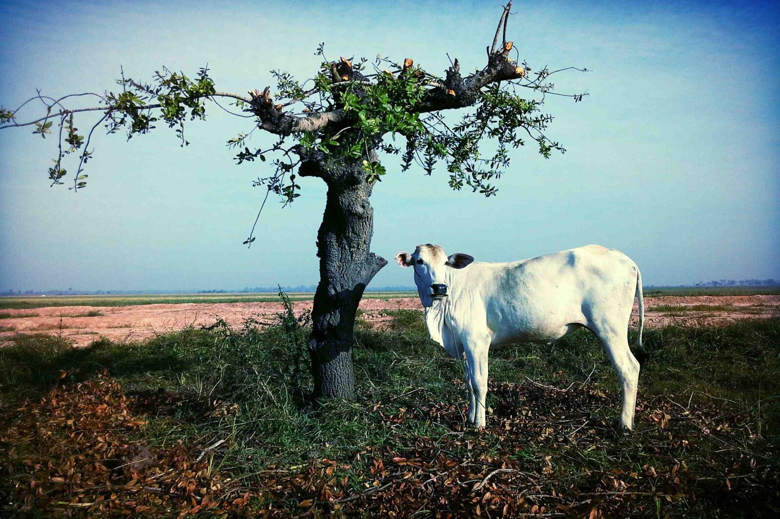 Nikon D3200 sample photo. Field, trees, cattle photography