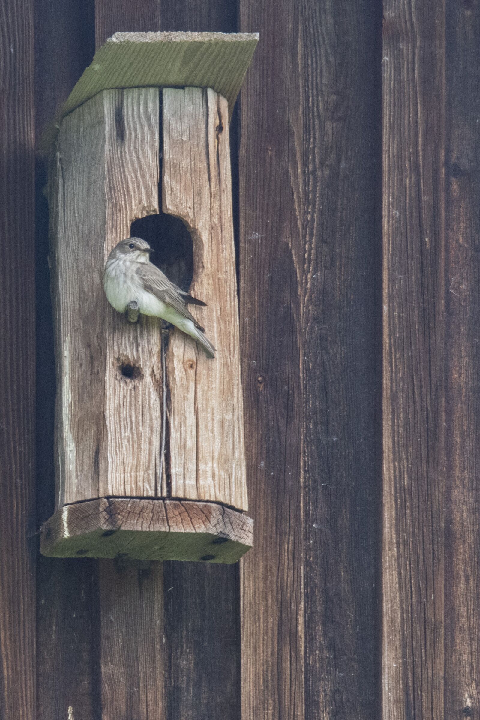 Nikon D500 sample photo. Flycatcher, bird, box photography