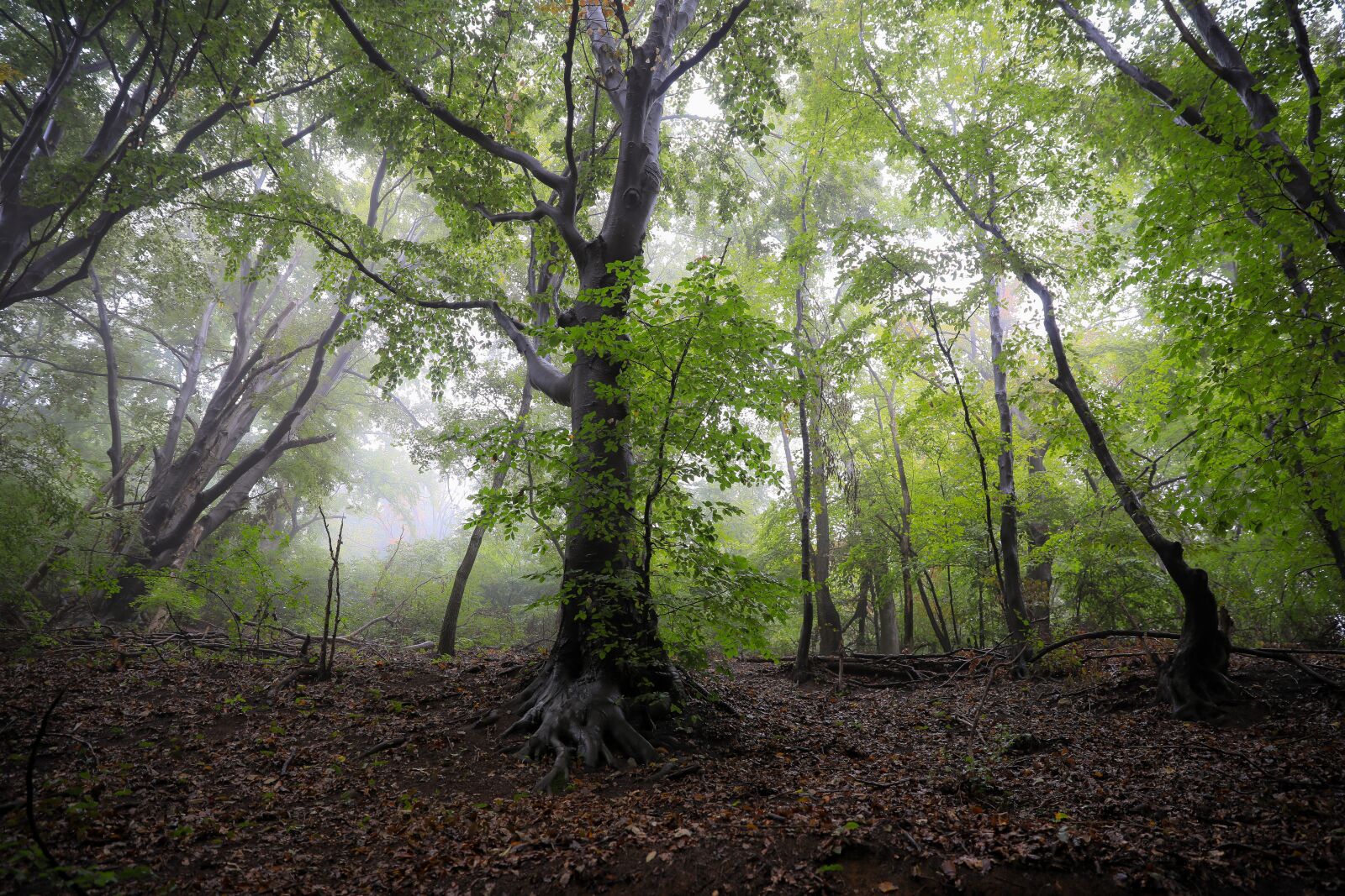 Canon EOS 5D Mark IV sample photo. Forest, leafy forest, fog photography