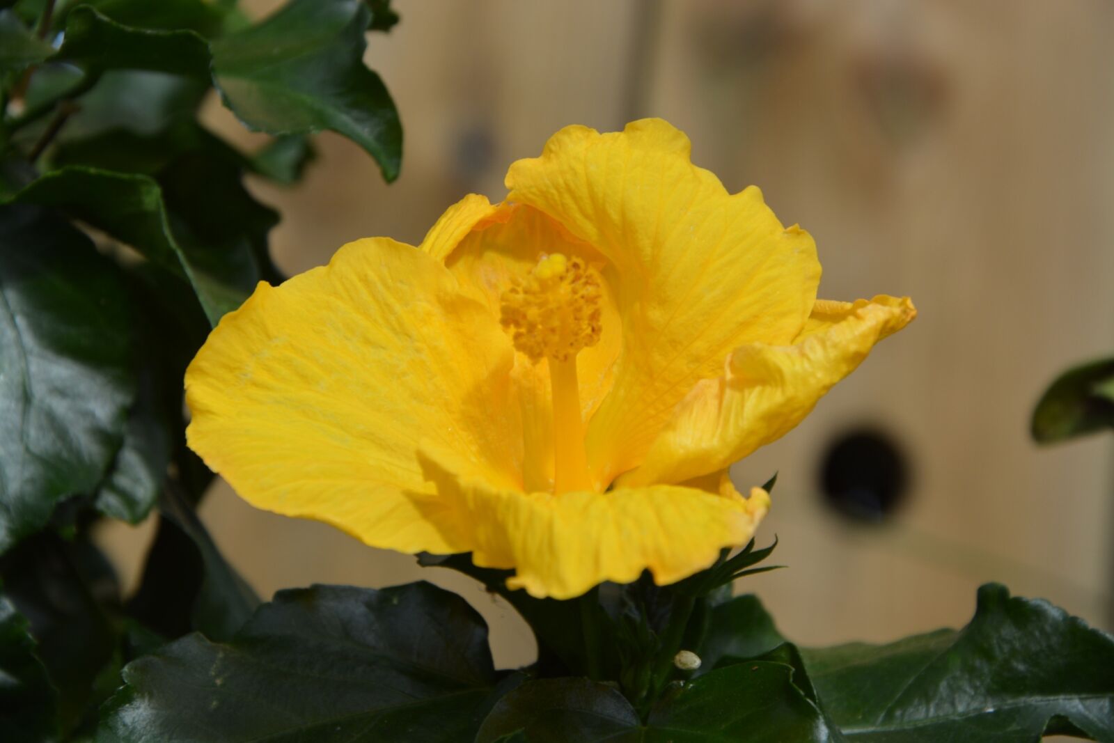 Nikon D5200 sample photo. Yellow flower, nature, petals photography