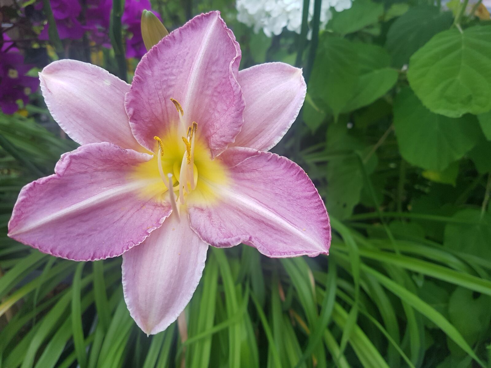 Samsung Galaxy S7 Edge sample photo. Pink flowers, nature, spring photography