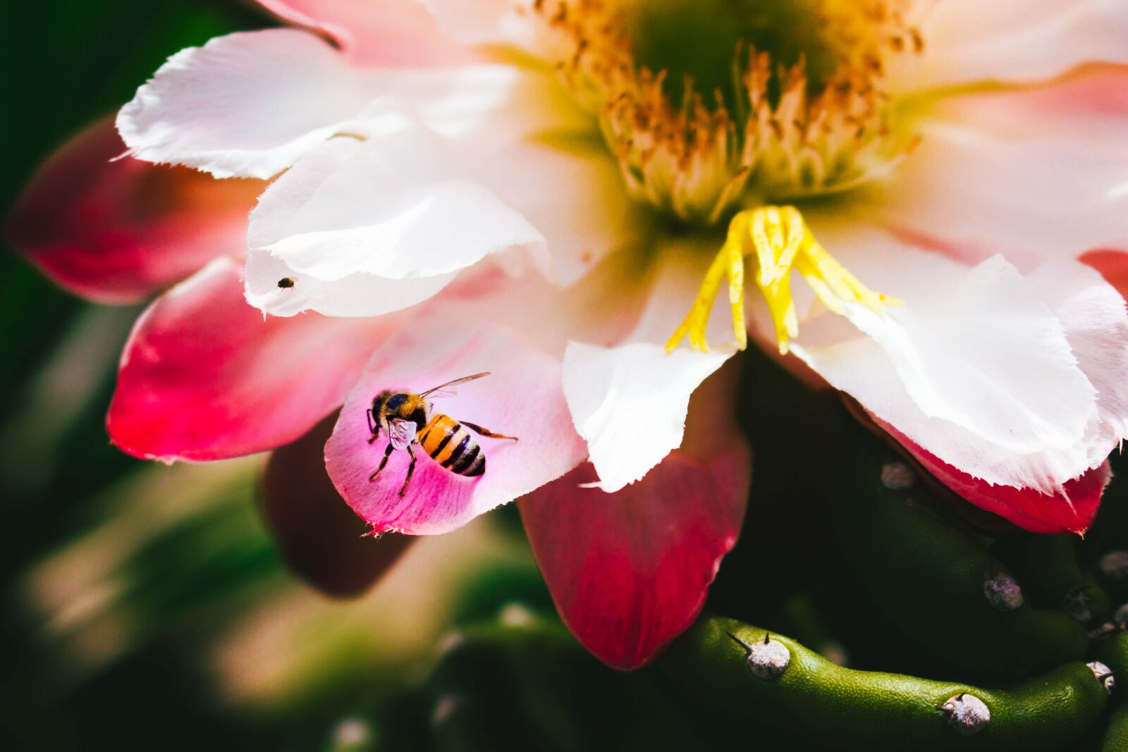 Canon EOS 700D (EOS Rebel T5i / EOS Kiss X7i) sample photo. Flower, pink, bee photography