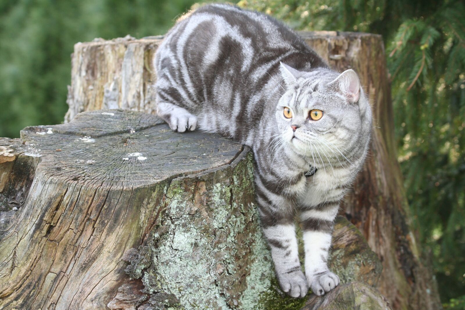 Canon EOS 350D (EOS Digital Rebel XT / EOS Kiss Digital N) sample photo. Cat, silver, domestic cat photography