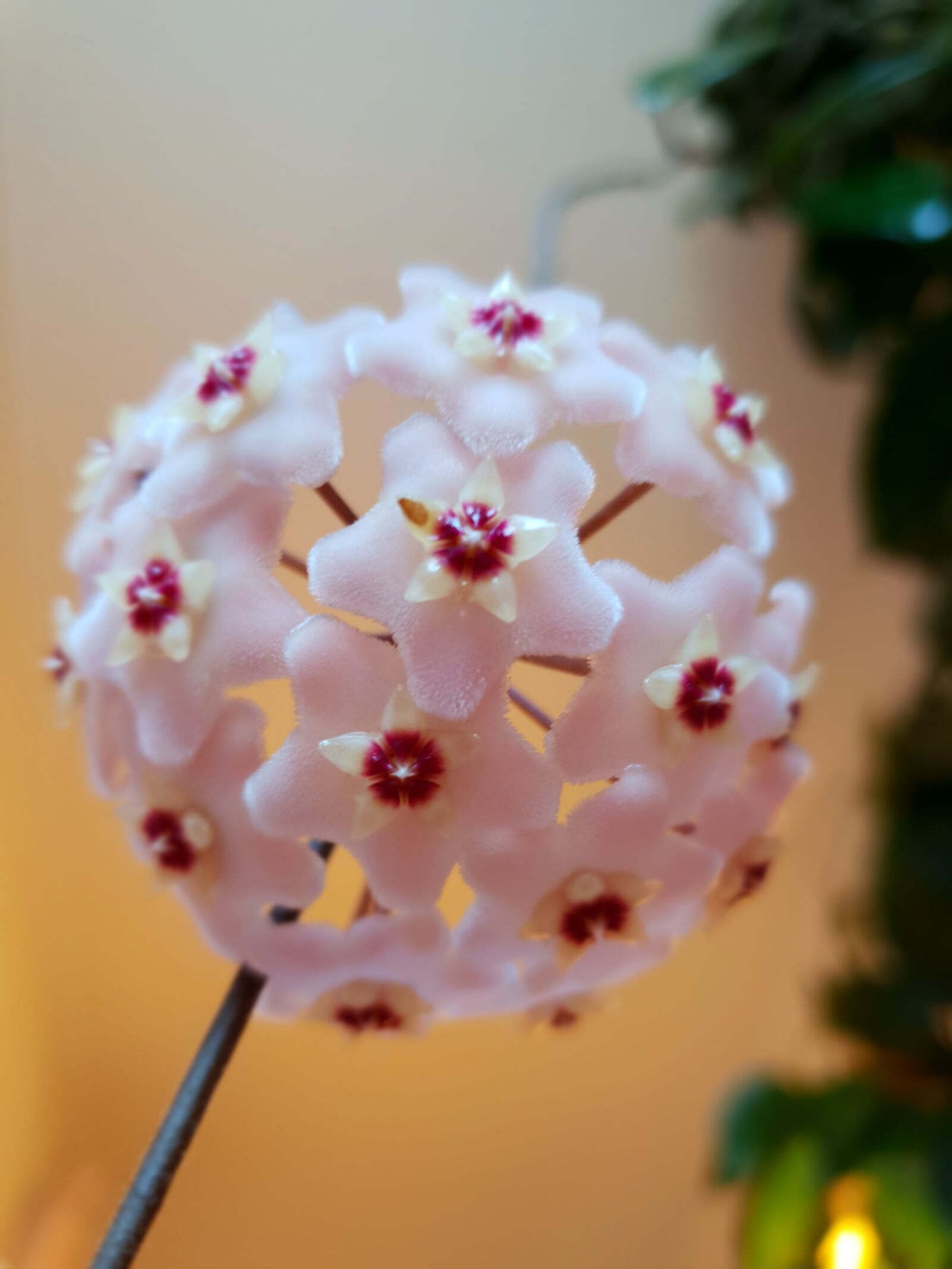 Samsung Galaxy S9 sample photo. Blossom, bloom, globular flower photography