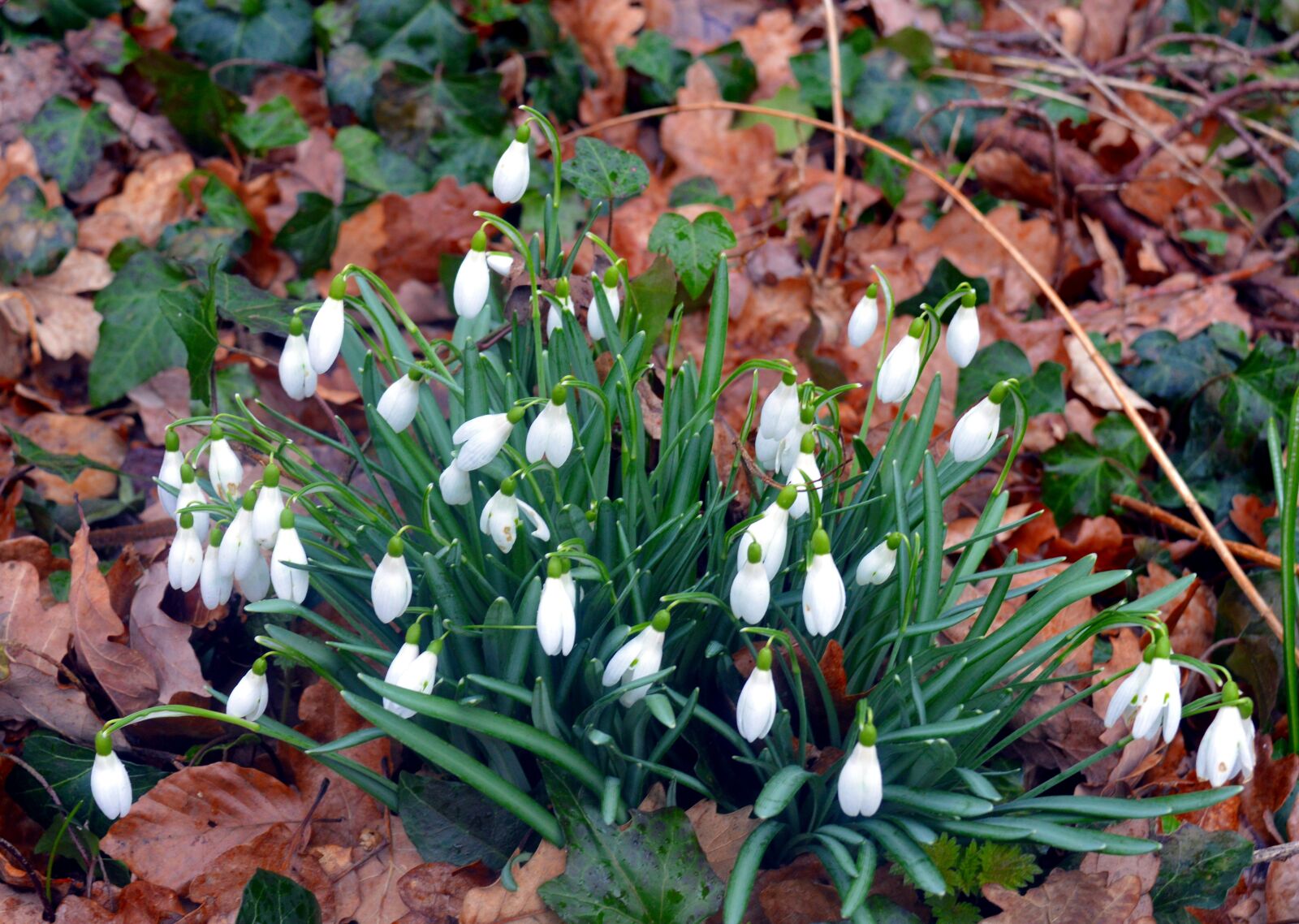 Nikon D3200 sample photo. Snowdrop, snowflake, maerzgloeckchen photography