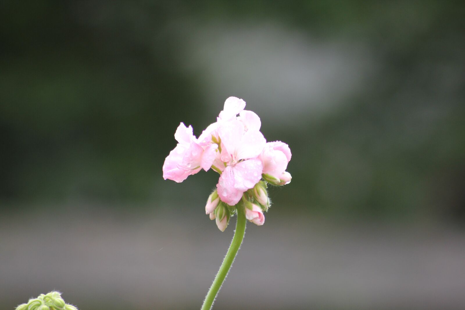 Canon EOS 550D (EOS Rebel T2i / EOS Kiss X4) sample photo. Geranium, flower, flowers photography