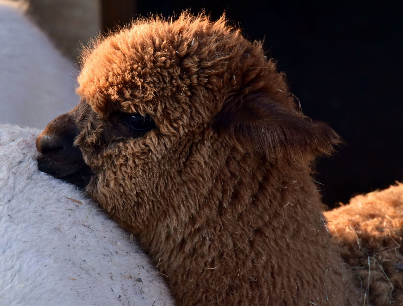 Nikon D3300 sample photo. Alpaca, animal, white photography