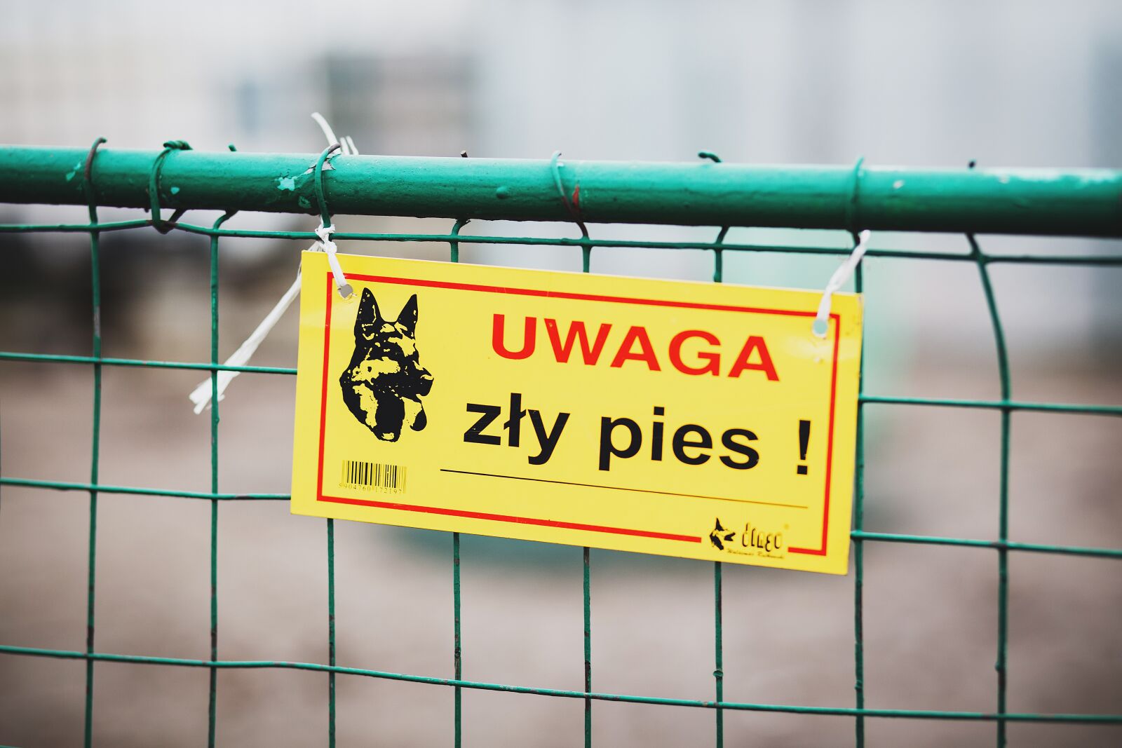 Canon EF 85mm F1.8 USM sample photo. Attention, bad, dog photography
